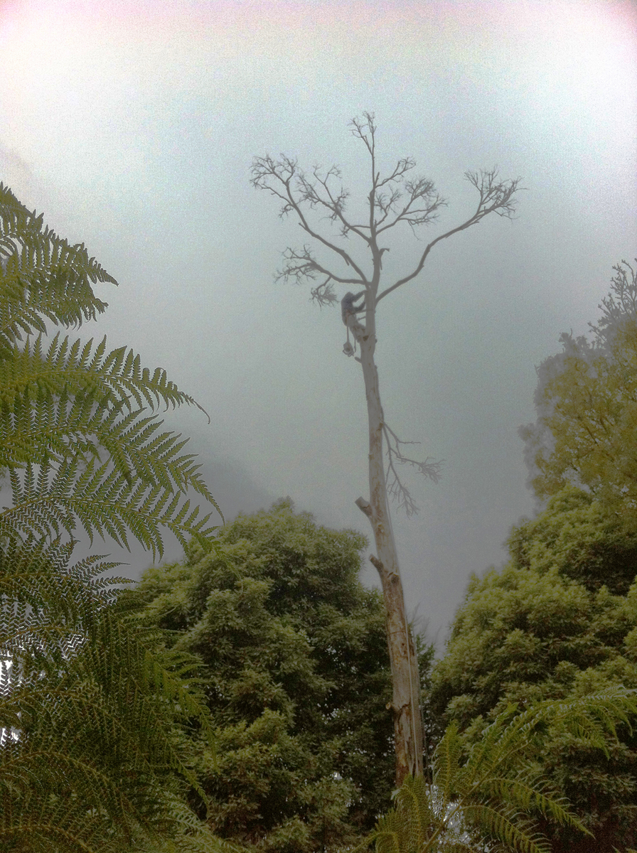 Ferny creek tree