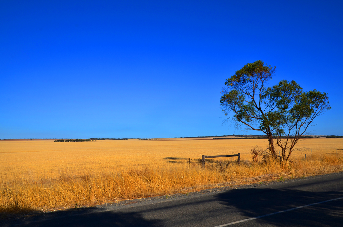 Harvested Barley Fields, Yorke Peninsular, SA
